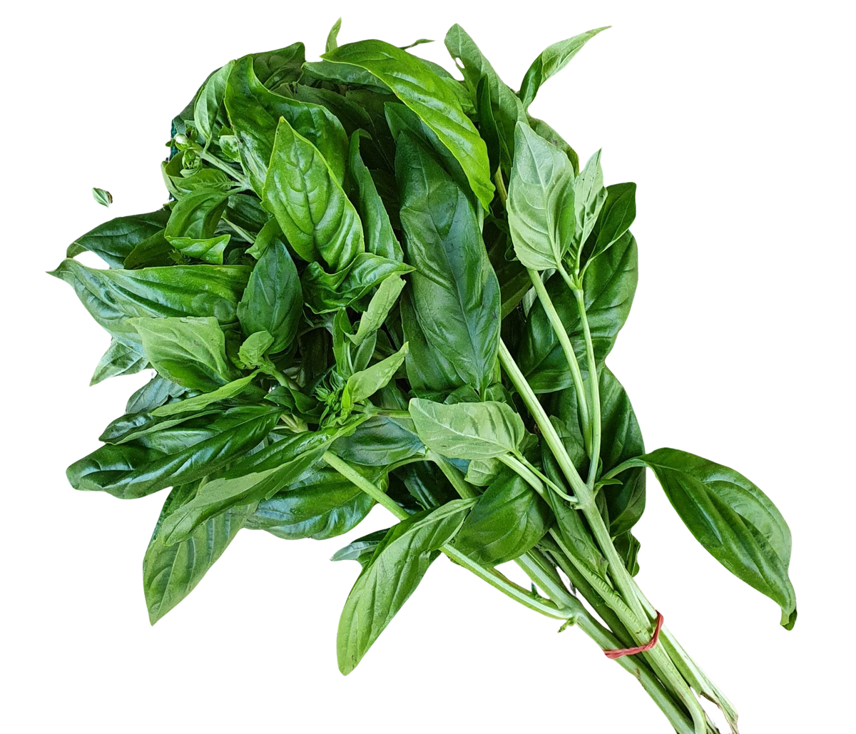 Basil- Each(Fresh)
