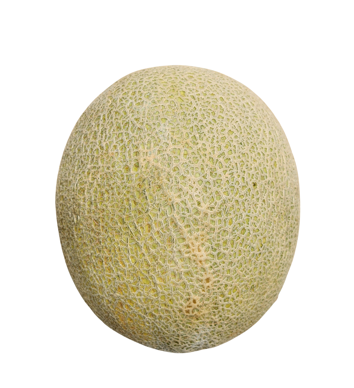 Cantaloupe ,(each) Large Premium