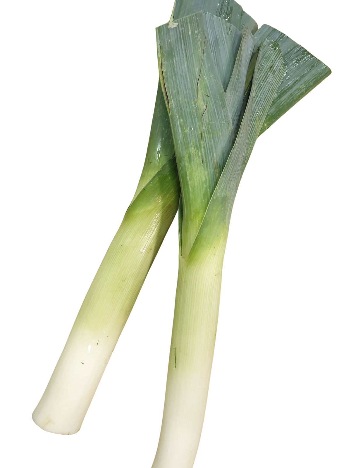 Leek (each) Large