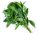 Basil- Each(Fresh)