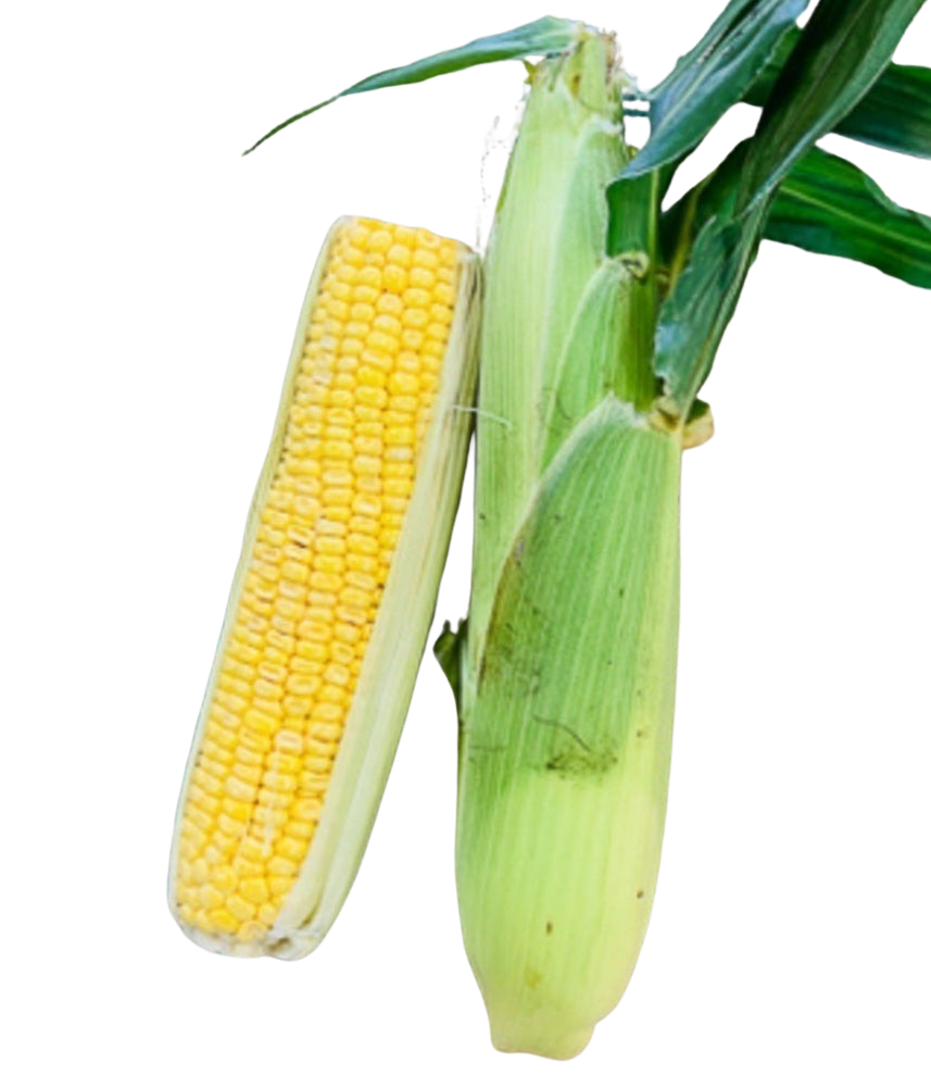 Corn- (3FOR $5)