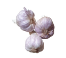 Garlic (each)
