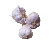Garlic (each)