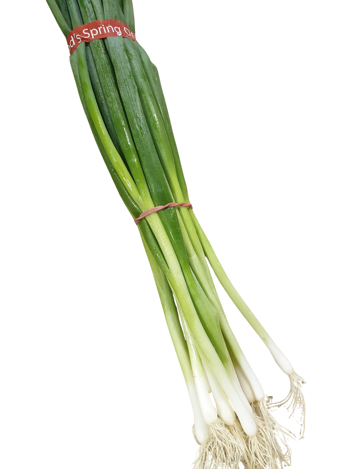Onion-Spring (bunch)