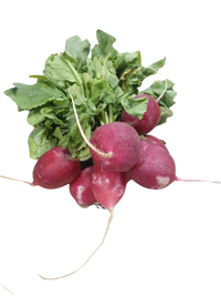 Radish- (bunch)
