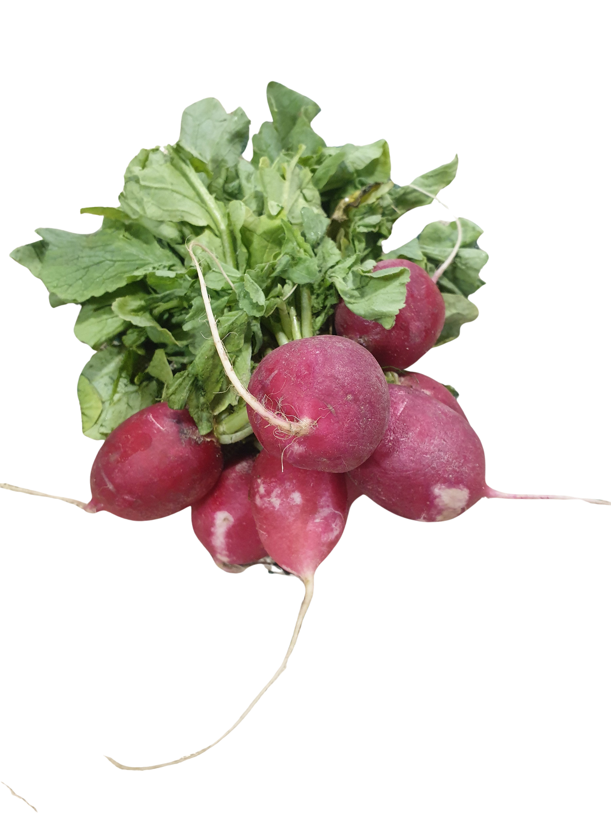 Radish- (bunch)