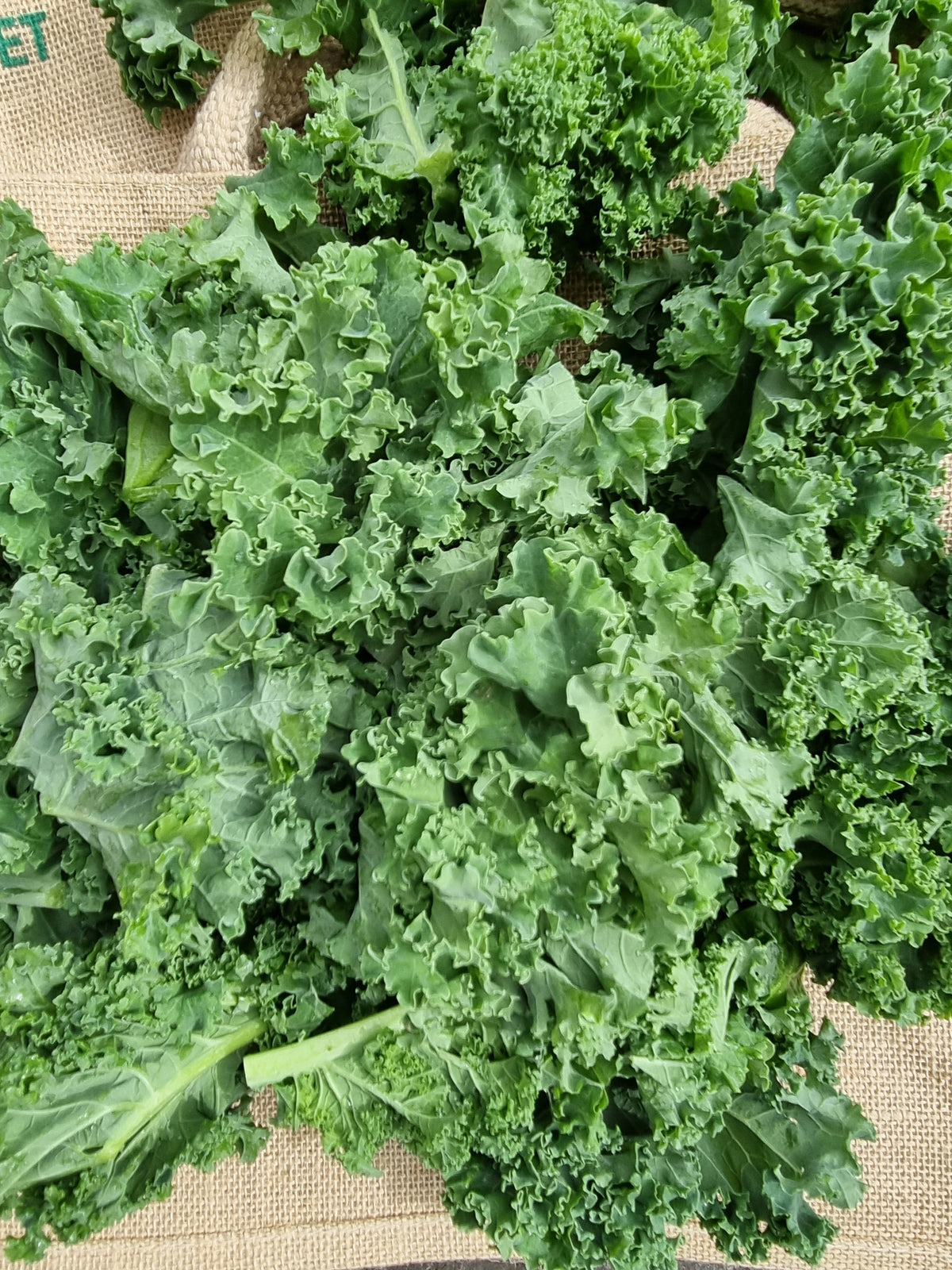 Salad- Kale , Chopped  (loose)